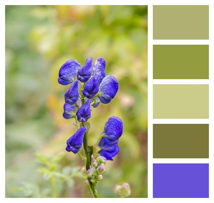 Flower Aconitum Napellus Buttercup Image